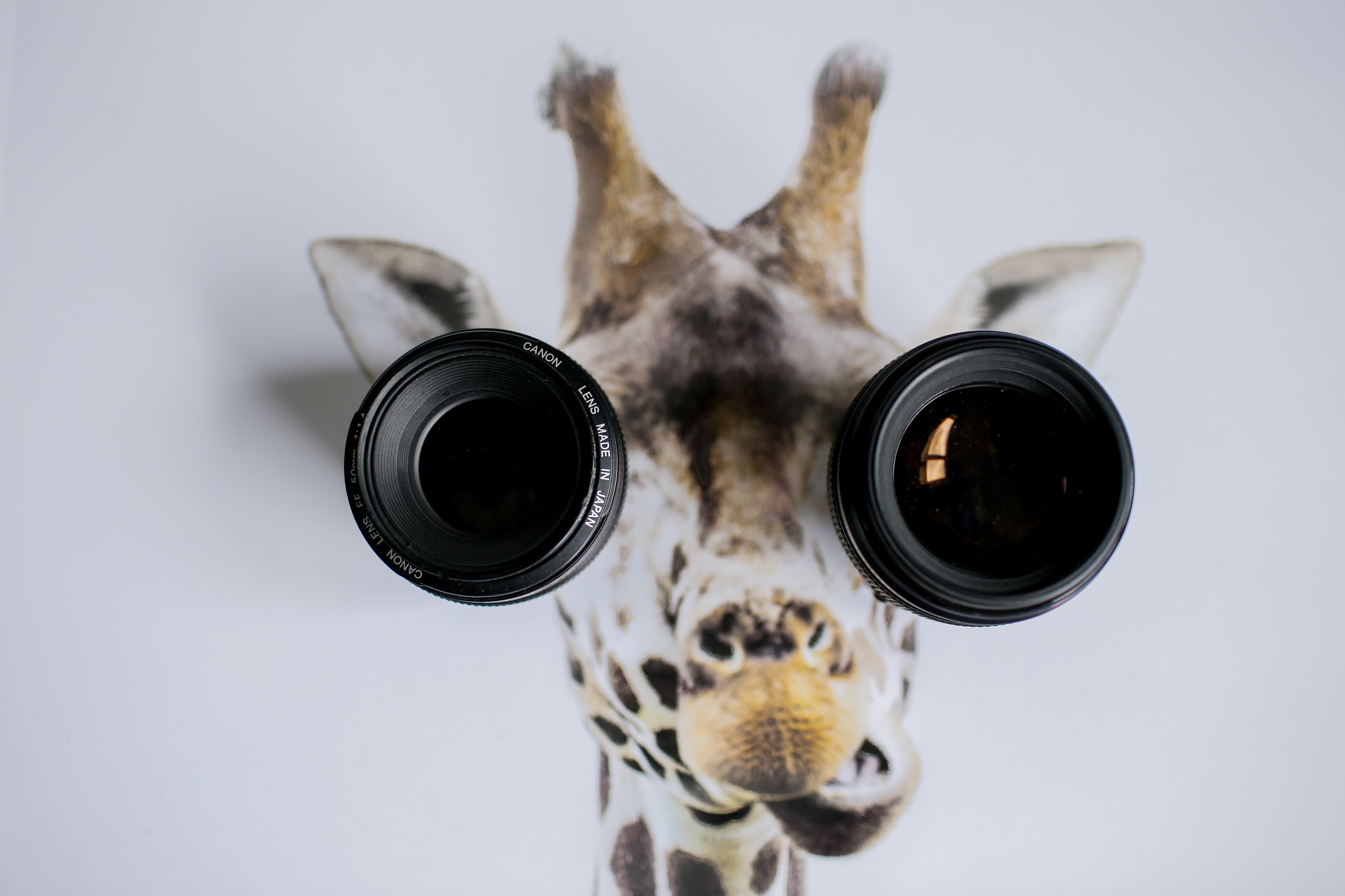 photo of a picture of a giraffe with DSLR lenses over its eyes